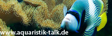 aquaristik-talk